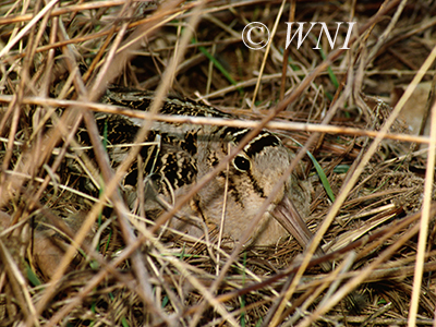 American Woodcock (Scolopax minor)